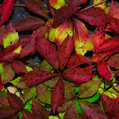 Parthenocissus. wild or girlish grapes. autumn background, season, autumn colors, beautiful leaves. close-up. red autumn leaves. nature, close-up