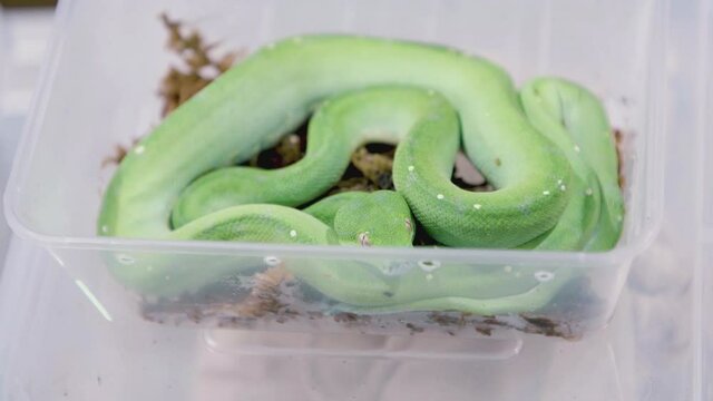 Green Tree Python: curled up in plastic tub.