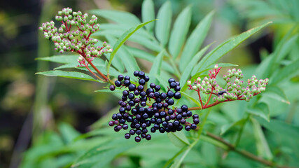 Sambucus. black elderberries on a branch with leaves autumn background close-up. tree or bush with fruits, autumn season. black berries on a branch in the autumn forest. space for text