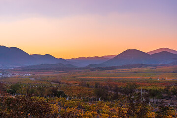 Autumn vineyard with yellow leaves in a valley between mountains in the late evening illuminated by the sun at sunset