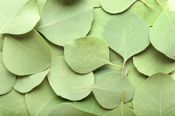 Obraz premium Green eucalyptus leaves as background