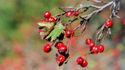 Crataegus. autumn forest red berries on a branch. Close-up of ripe winter fruits of red hawthorn with natural background. bokeh, place for text. hawthorn bush, berries in medicine, cosmetology
