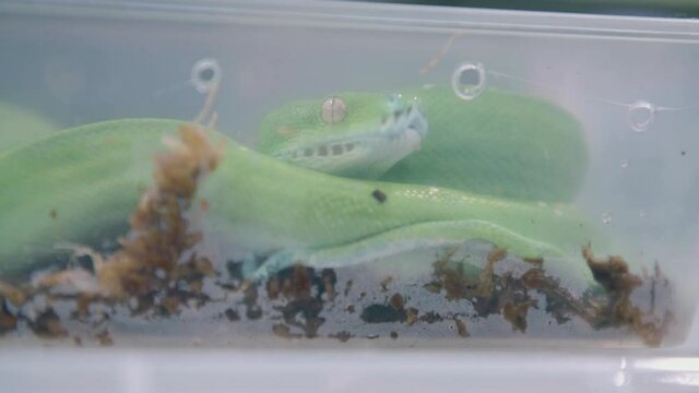 Green Tree Python: curled up in plastic tub