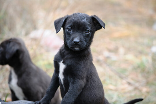 a series of photos with a homeless puppy. little dog. home animal. pet care. black homeless puppy. Cute puppy in black and white with sad look. veterinary, homeless animal problem, hungry puppy