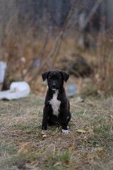 a series of photos with a homeless puppy. little dog. home animal. pet care. black homeless puppy. Cute puppy in black and white with sad look. veterinary, homeless animal problem, hungry puppy