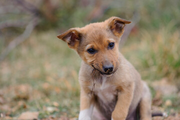 a series of photos with a homeless puppy. little dog. home animal. pet care. redhead homeless puppy. Cute puppy in red color with sad look. veterinary, homeless animal problem, hungry puppy
