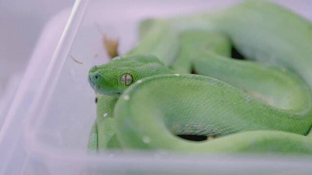 Green Tree Python: curled up in plastic tub