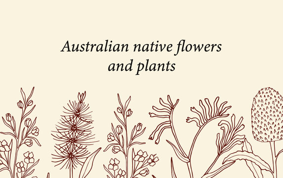 Hand drawn Australian native flowers background
