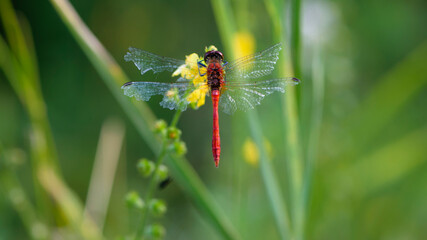 Sympetrum flaveolum. large dragonfly on wildflowers. beautiful insect sits in gras, on a green blurred background. beautiful bokeh, dragonfly predator, close-up, macro nature photo