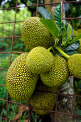 jack fruit hanging on tree
