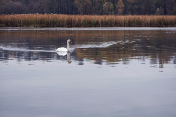 Swan. bird on the water. white swan swims in a lake. big beautiful swan floats on the river on a beautiful autumn, sunny day. wild bird, natural background. space for text