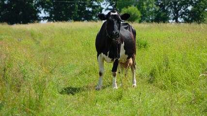 cow. Dairy cow in the pasture. black young cow, stands on green grass. spring day. milk farm. home animal. cattle. the cow is grazing in the meadow. close-up. black and white animal in green grass