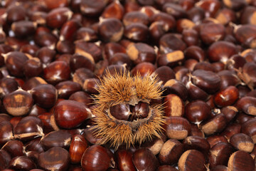 Chestnuts. Autumn mood. Food. Natural.