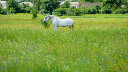 Fototapeta premium field grass. white horse out of focus, on green grass in the field. white horse stands in an agriculture field with juicy grass in sunny weather. strong, hardy and fast animal. grazing in the meadow
