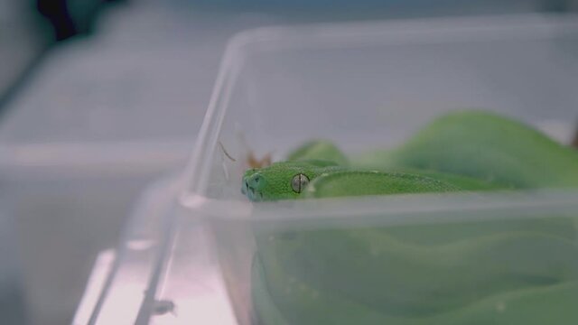 Green Tree Python: curled up in plastic tub