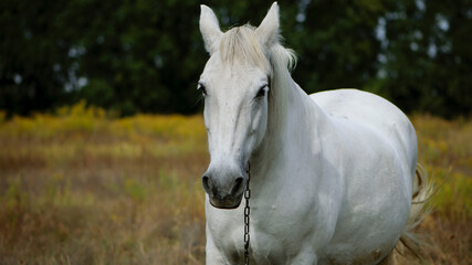 close-up portrait of a white horse. beautiful horse on dry grass in the field. Arabian horse standing in an agriculture field with dry grass in sunny weather. strong, hardy and fast animal.