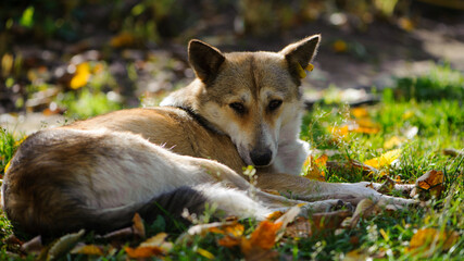 dog in autumn leaves. red-haired fluffy dog on green grass in fallen leaves. autumn season, the dog lies in nature. home or homeless animal. warms up on a sunny day. sad look, looking at the camera