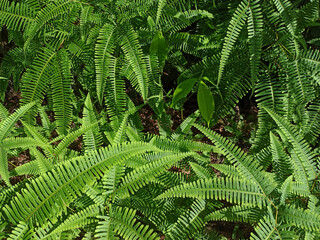 Fototapeta na wymiar fern leaves in the garden