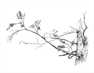 Branch of a tree. Vector