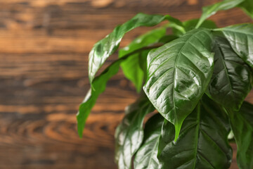Beautiful coffee tree on wooden background, closeup