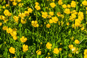 Obraz premium Selective focus of yellow wild flowers on green meadow during spring season