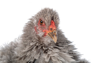 curly brahma in studio