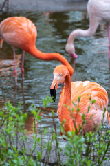 The American flamingo Phoenicopterus ruber standing in water on lake shore