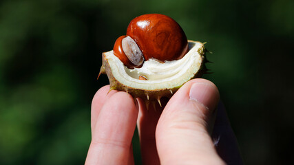 Castanea. chestnut in hand. seeds, fruits of the chestnut tree. close-up background, nature, macro photography. autumn season, spiny chestnut fruit hold with fingers