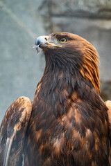 Portrait of Bird of prey Golden Eagle, Aquila chrysaetos
