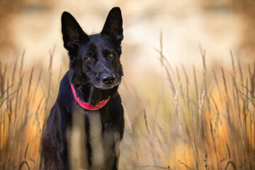 Schäferhunde in der Natur