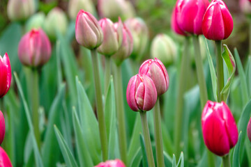 Colorful red tulips blossom in spring garden