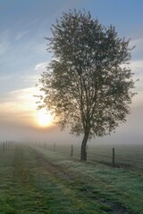 Fototapeta na wymiar A single lone tree on a countryside path during a foggy morning sunrise