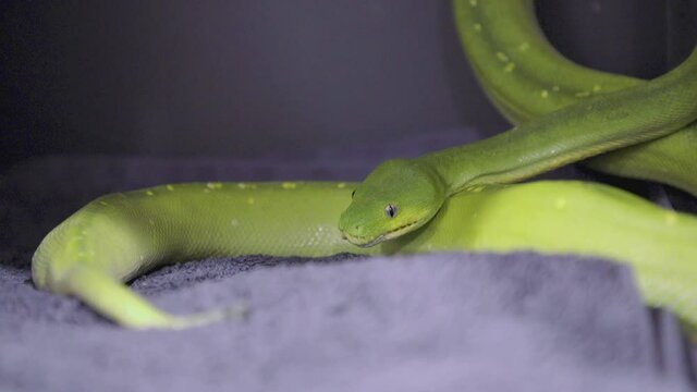 Green Tree Python explores recovery cage. Close-ups