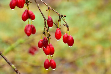 Dogwood fruits on branches covered with raindrops.