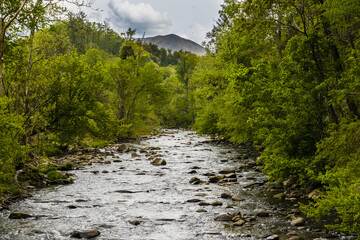 Scenic view of a river surrounded by lush trees and nature