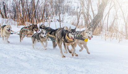 sled dogs race on snow in winter on Kamchatka Peninsula