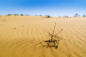 A section of the spring desert with sand dunes and sparse vegetation