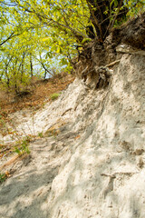 stone path in the forest
