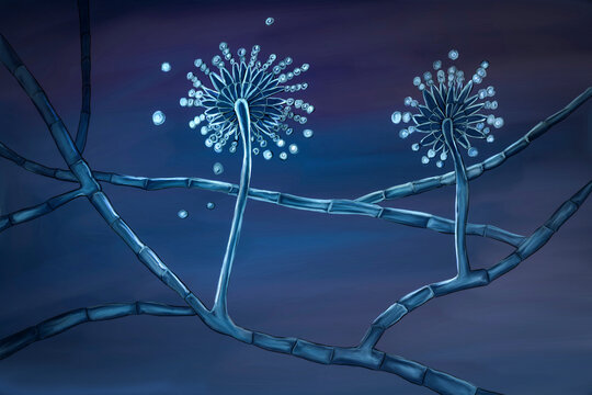 Fungi Aspergillus, black mold