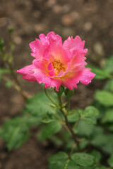 Rose Jubilejnaja in the Rosarium. Selected sorts of exquisite roses for parks, gardens, beds, borders, decoration