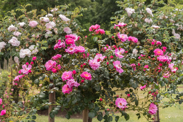 Rose Magic Meidiland, Magic Meillandecor. Selected sorts of exquisite roses for parks, gardens, beds, borders, decoration