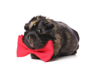 Cute guinea pig with red bow on white background