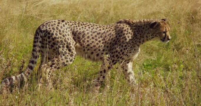 Large cheetah walking at vast grass plain and looking for enemies and prey