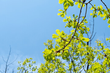 Fototapeta premium yellow leaves against blue sky
