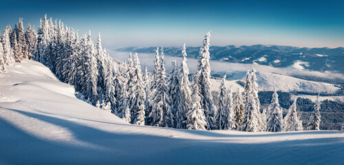 Beautiful winter scenery. Bright outdoor scene of mountain valley. Fir trees covered by fresh snow in Carpathian mountains. Panoramic winter view with Pip Ivan summit, Ukraine, Europe.