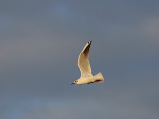 Little gull, Larus minutus, flying over the Bellus reservoir, Spain, early in the morning.