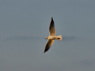 Little gull, Larus minutus, flying over the Bellus reservoir, Spain, early in the morning.