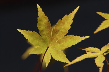 Yellowing Japanese maple leaf on dark background