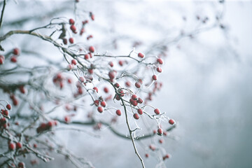 Hawthorn branches with red berries covered with frost. Frozen berries in the forest.