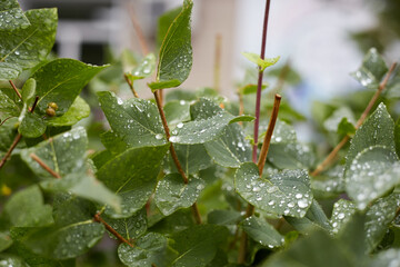 There are water drops on a green bush after the morning rain
